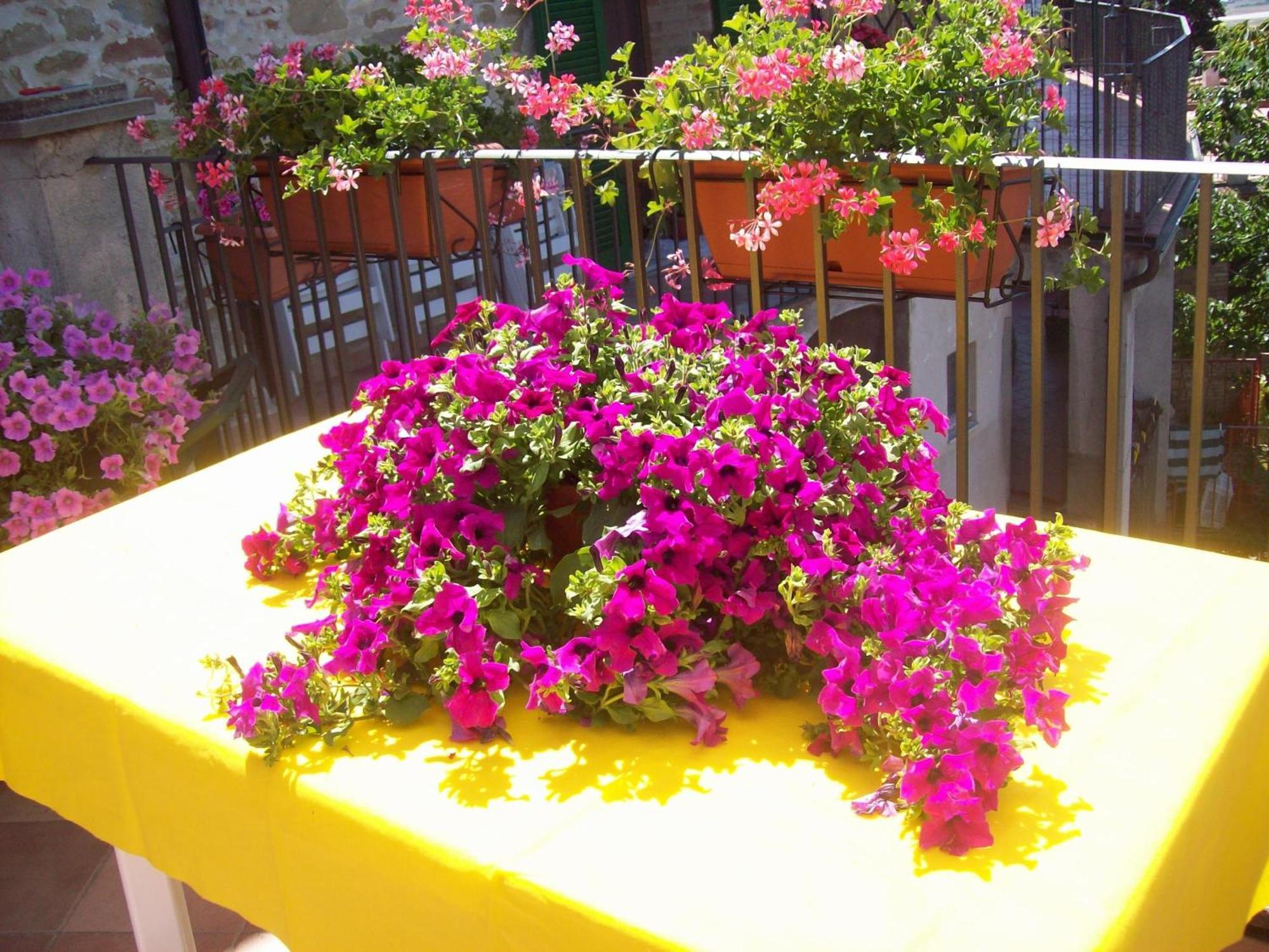 Ripa La Terrazza Fio...Rita Bed & Breakfast エクステリア 写真